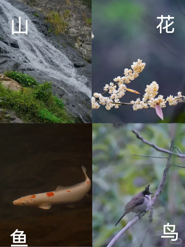 正月十五踏青:马峦山的红耳鹎、瀑布、锦鲤 - 小红书
